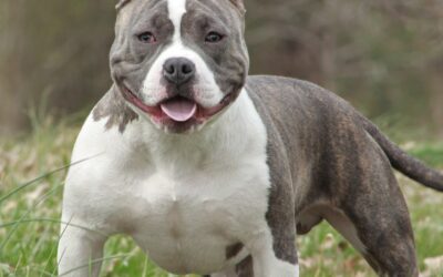 South Yorkshire Police urge dog owners to ‘step up responsibility for their pets’ after dog attack