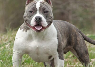 South Yorkshire Police urge dog owners to ‘step up responsibility for their pets’ after dog attack