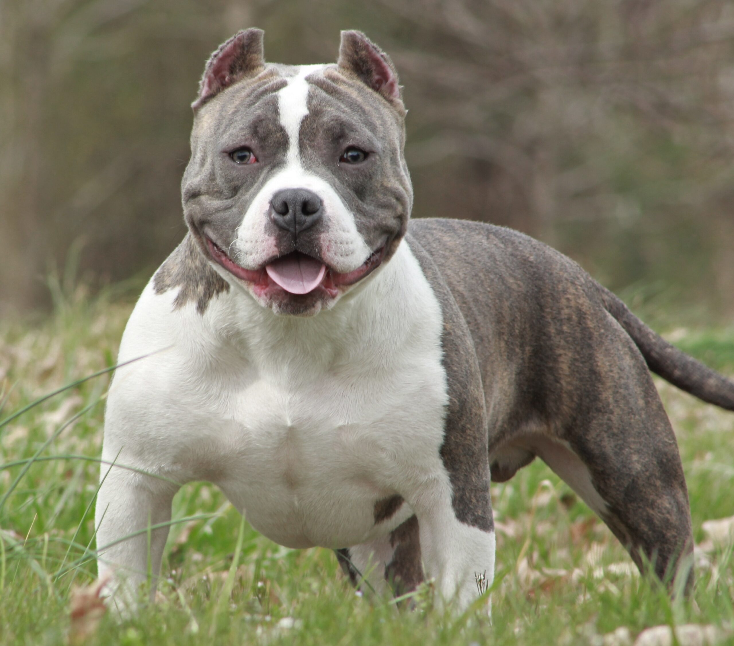 Image of a pocket bully dog.