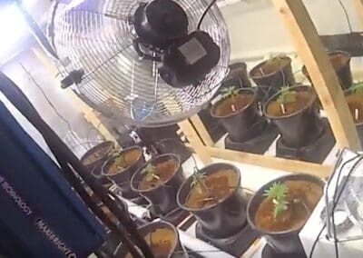 Quick police response uncovers £86,000 cannabis farm