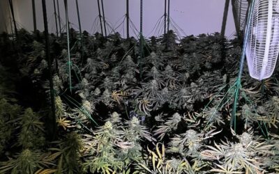 200 cannabis plants found in Sheffield raids this week