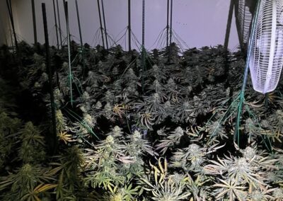 200 cannabis plants found in Sheffield raids this week
