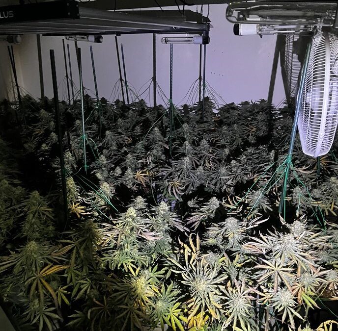 200 cannabis plants found in Sheffield raids this week