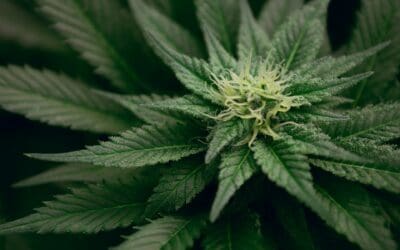 £25,000 of cannabis plants raided in Hull