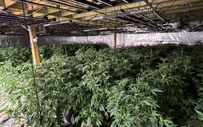£500,000 cannabis factory found near Thirsk