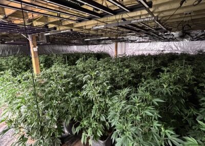 £500,000 cannabis factory found near Thirsk