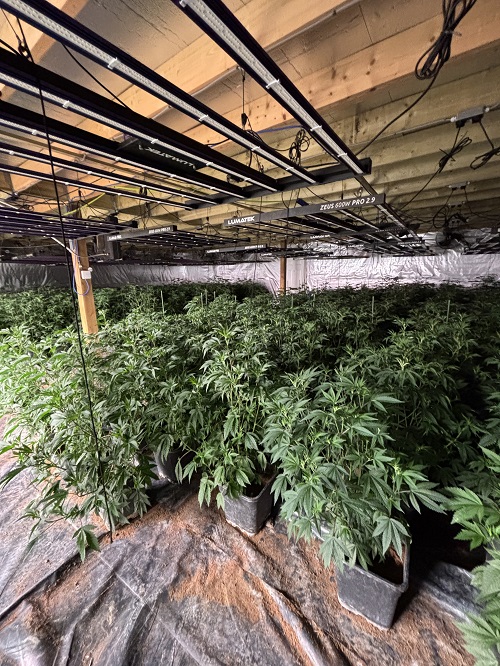 £500,000 cannabis factory found near Thirsk