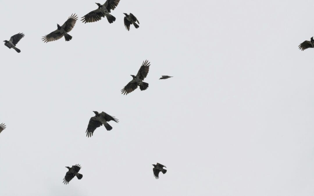 New scheme helps endangered birds nest across Sheffield’s Shire Brook Valley