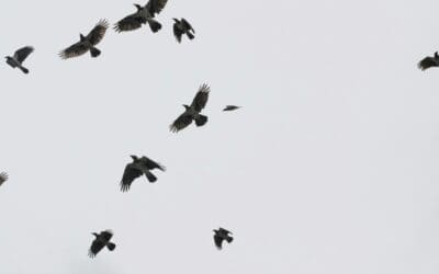 New scheme helps endangered birds nest across Sheffield’s Shire Brook Valley