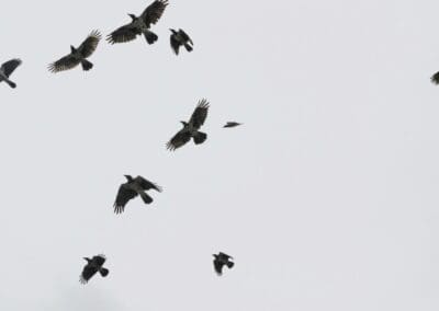 New scheme helps endangered birds nest across Sheffield’s Shire Brook Valley