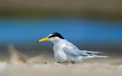 Record-breaking number of UK’s rarest seabird on the Humber this year
