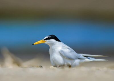 Record-breaking number of UK’s rarest seabird on the Humber this year