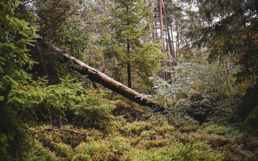 2,000 diseased trees in Leeds due to be axed 