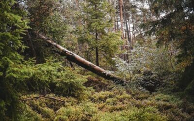 2,000 diseased trees in Leeds due to be axed 