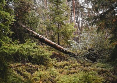 2,000 diseased trees in Leeds due to be axed 