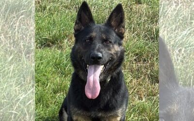 Sniffing out crime in Humberside: this week’s best pups