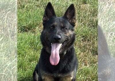 Sniffing out crime in Humberside: this week’s best pups