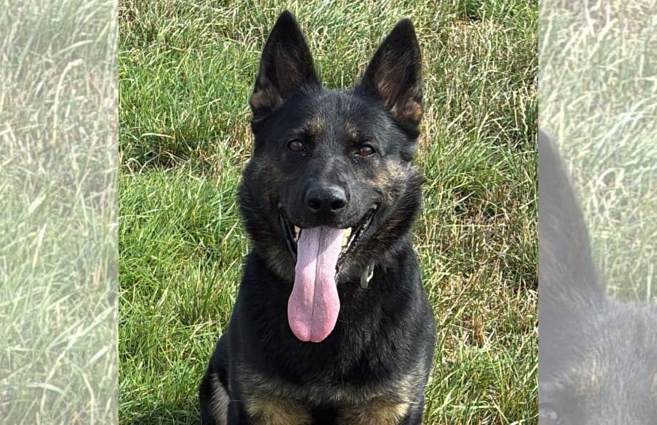 Sniffing out crime in Humberside: this week’s best pups