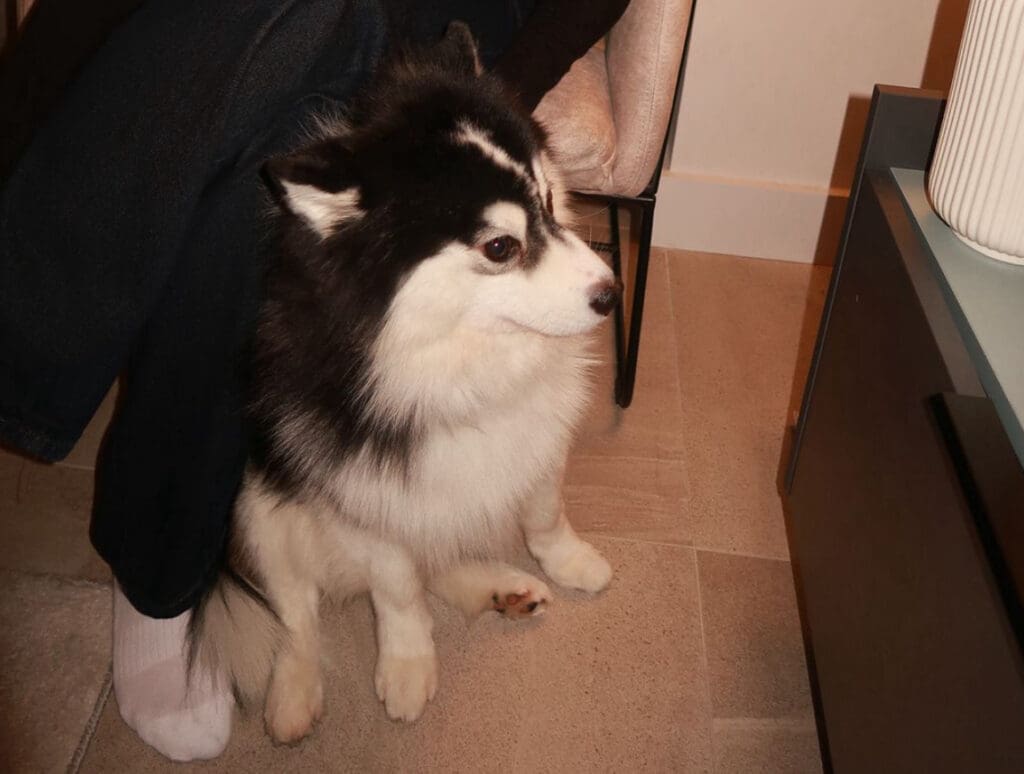 Dog sitting near somebody