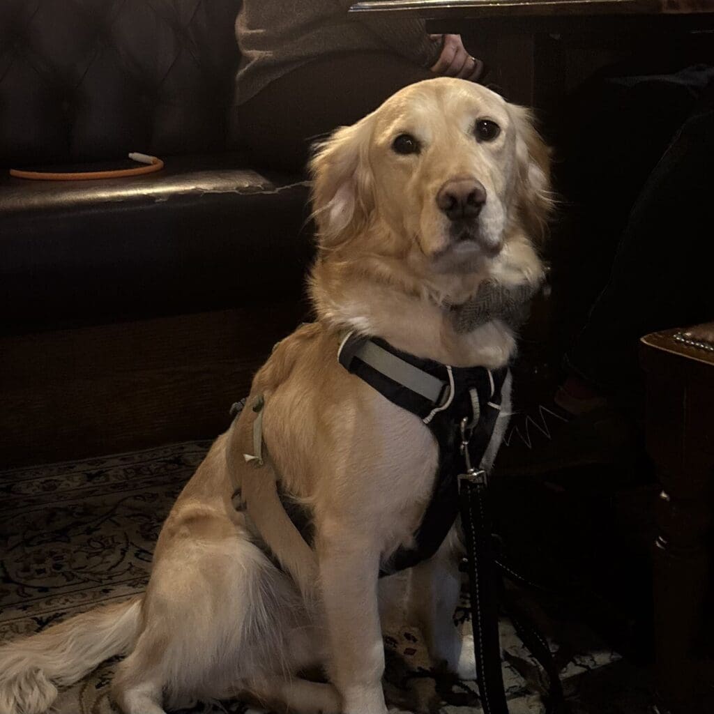 Golden retriever sitting