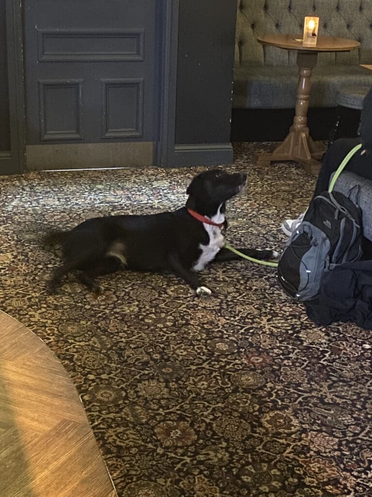 Dog resting on a carpet