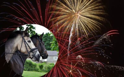 Bonfire Night sparks fear amongst horse owners