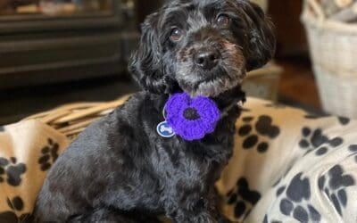 Bradford-based charity launches annual purple poppy campaign