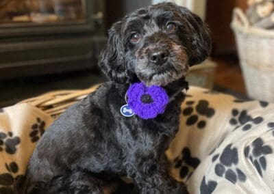 Bradford-based charity launches annual purple poppy campaign