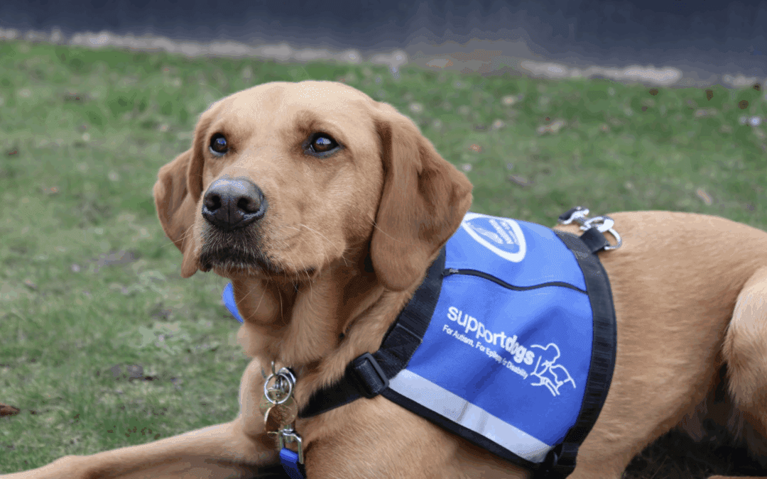 Experts highlight vital role of autism assistance dogs