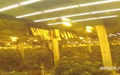 £1.2m cannabis farm found inside Sheffield city centre building