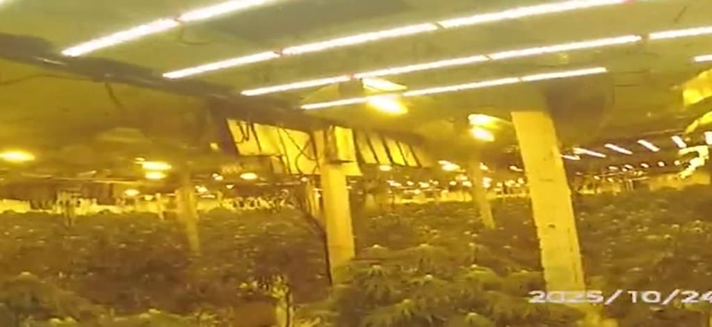 £1.2m cannabis farm found inside Sheffield city centre building