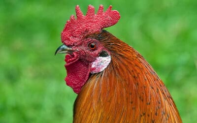 Concern grows for Yorkshire’s poultry businesses as second case of bird flu confirmed in Thirsk