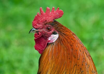Concern grows for Yorkshire’s poultry businesses as second case of bird flu confirmed in Thirsk