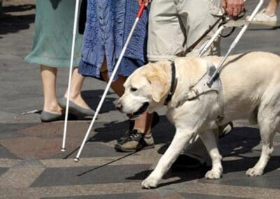 Two Bradford taxi drivers lose licenses for refusing guide dog