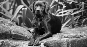 Black and White photo of a black Labrador lying down
