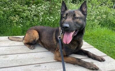 Police dog Luna retires after 5 years of loyal service