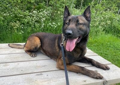 Police dog Luna retires after 5 years of loyal service