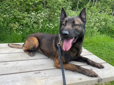 Police dog Luna retires after 5 years of loyal service