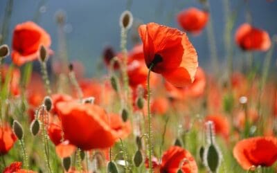 Veteran volunteer leads Sheffield’s poppy appeal for 41st year