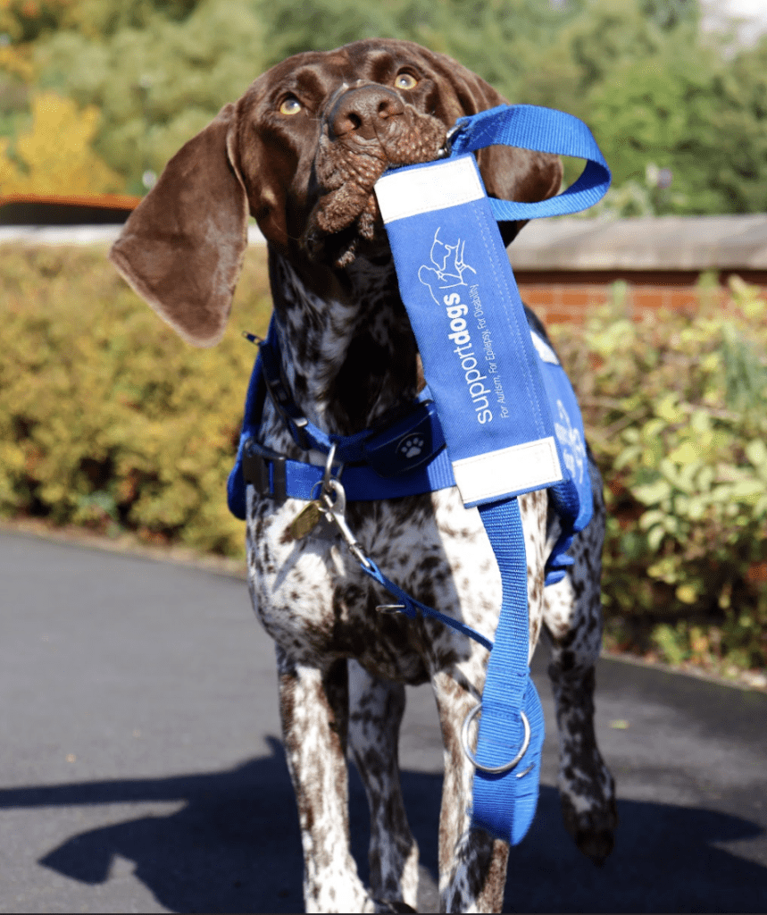 A dog holding a support dogs leash and walking towards camera