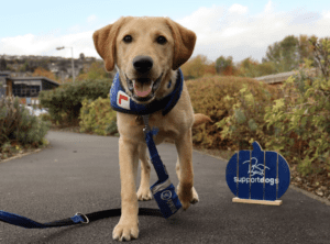 Labrador walking towards camera