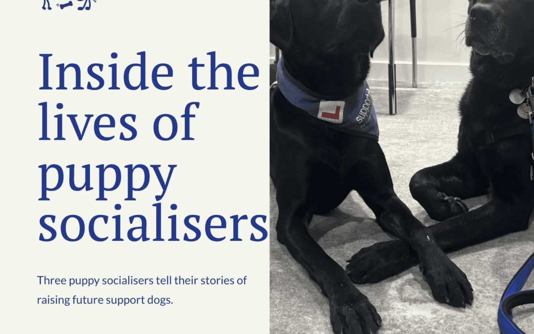 Inside the lives of puppy socialisers