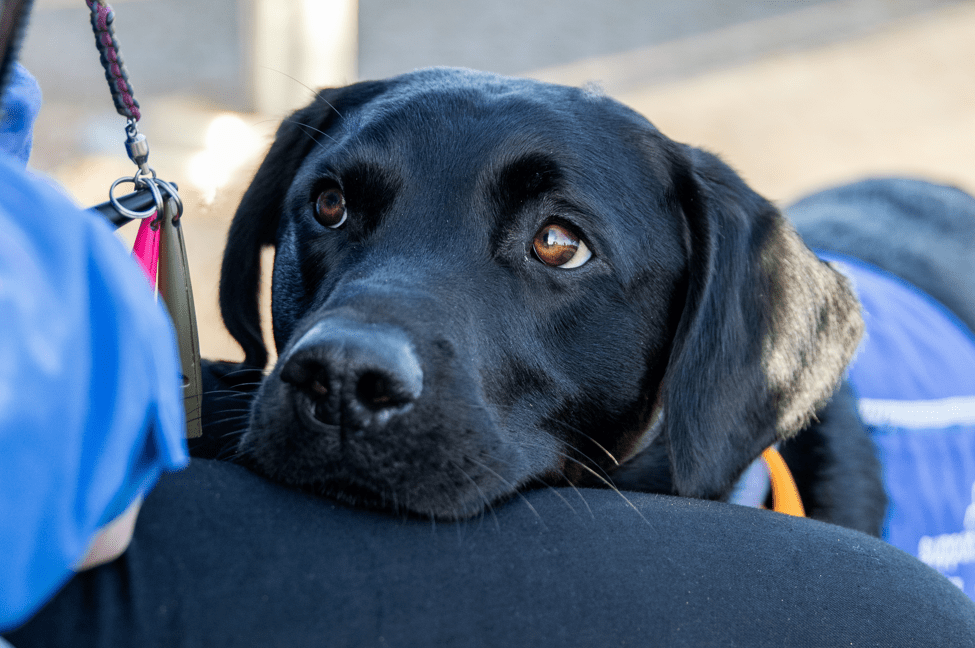Unleashing Connections: The Social Impact of Assistance Dogs