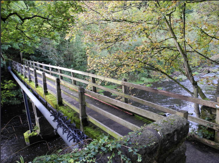 A woodlands with a wooden bridge going over a river