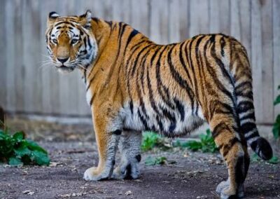 Yorkshire Wildlife Park: ‘Safety should not be judged solely on the absence of previous incidents,’ says zoo  expert