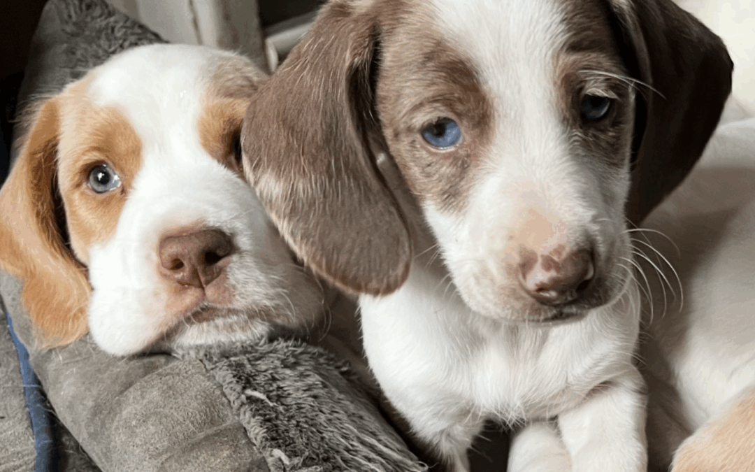 A pet peeve or the dog’s bollocks?