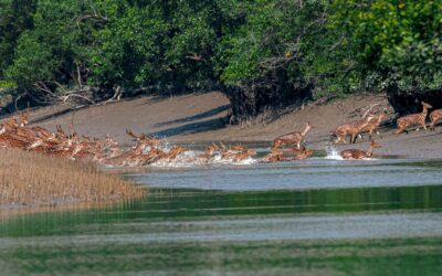 Bangladesh, a country rich in culture and hotspot for biodiversity