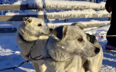 Husky Farm: An inside look at the life of huskies and trainers in Finland