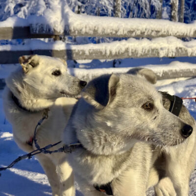 Husky Farm: An inside look at the life of huskies and trainers in Finland