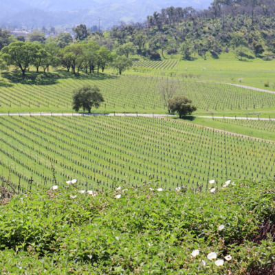 San Francisco’s Napa Valley, a wine hot spot with rolling vineyards and beautiful scenery